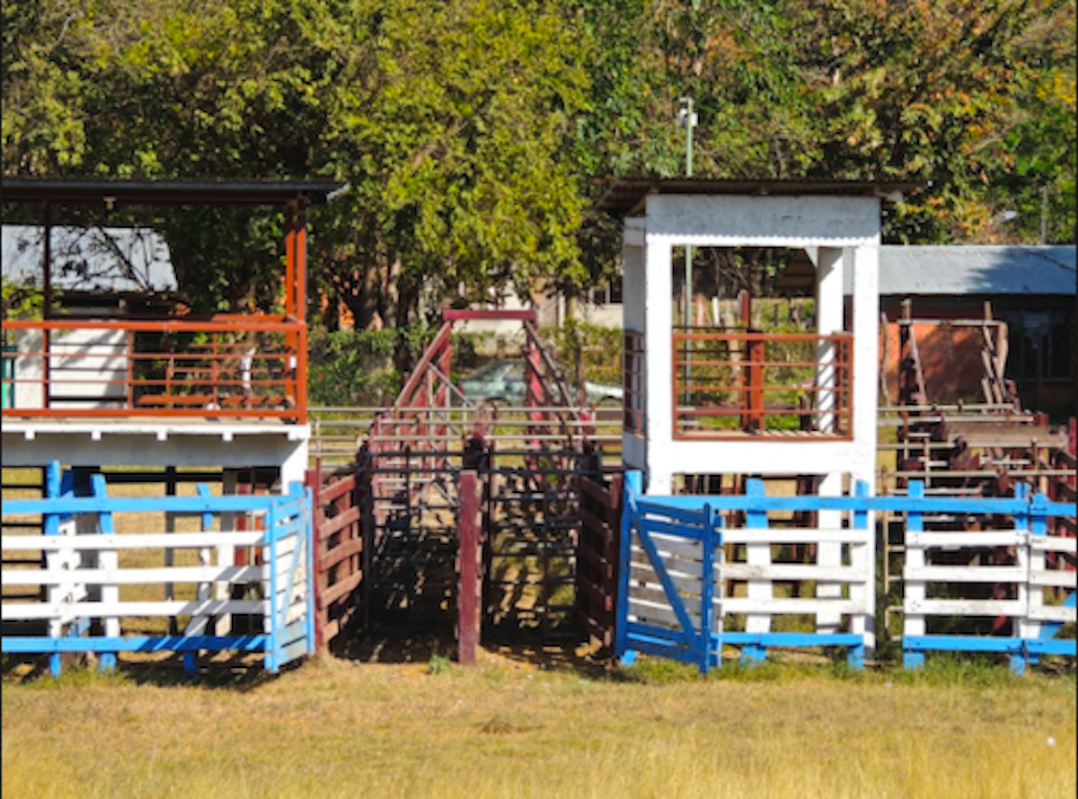 tama rodeo2